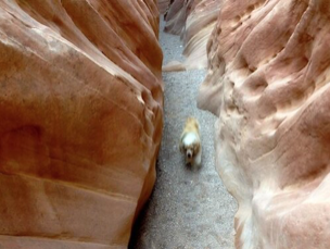 Best Canine Hike in a Slot Canyon