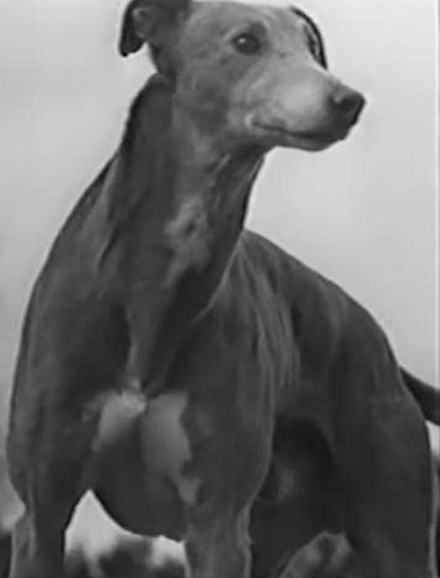 Empire Art Direct Weimaraner Black and White Pet Paintings on