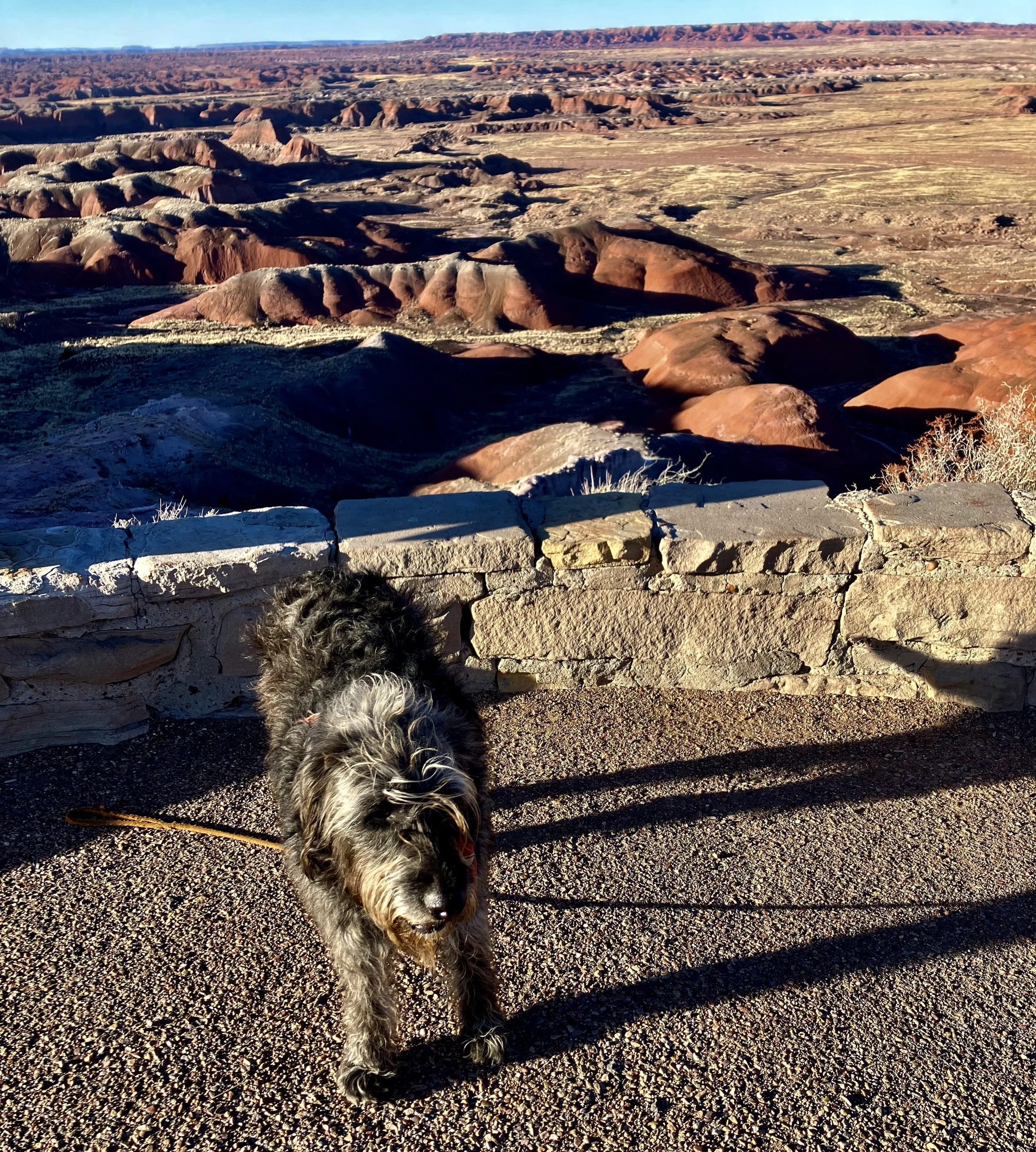 Petrified Forest AZ