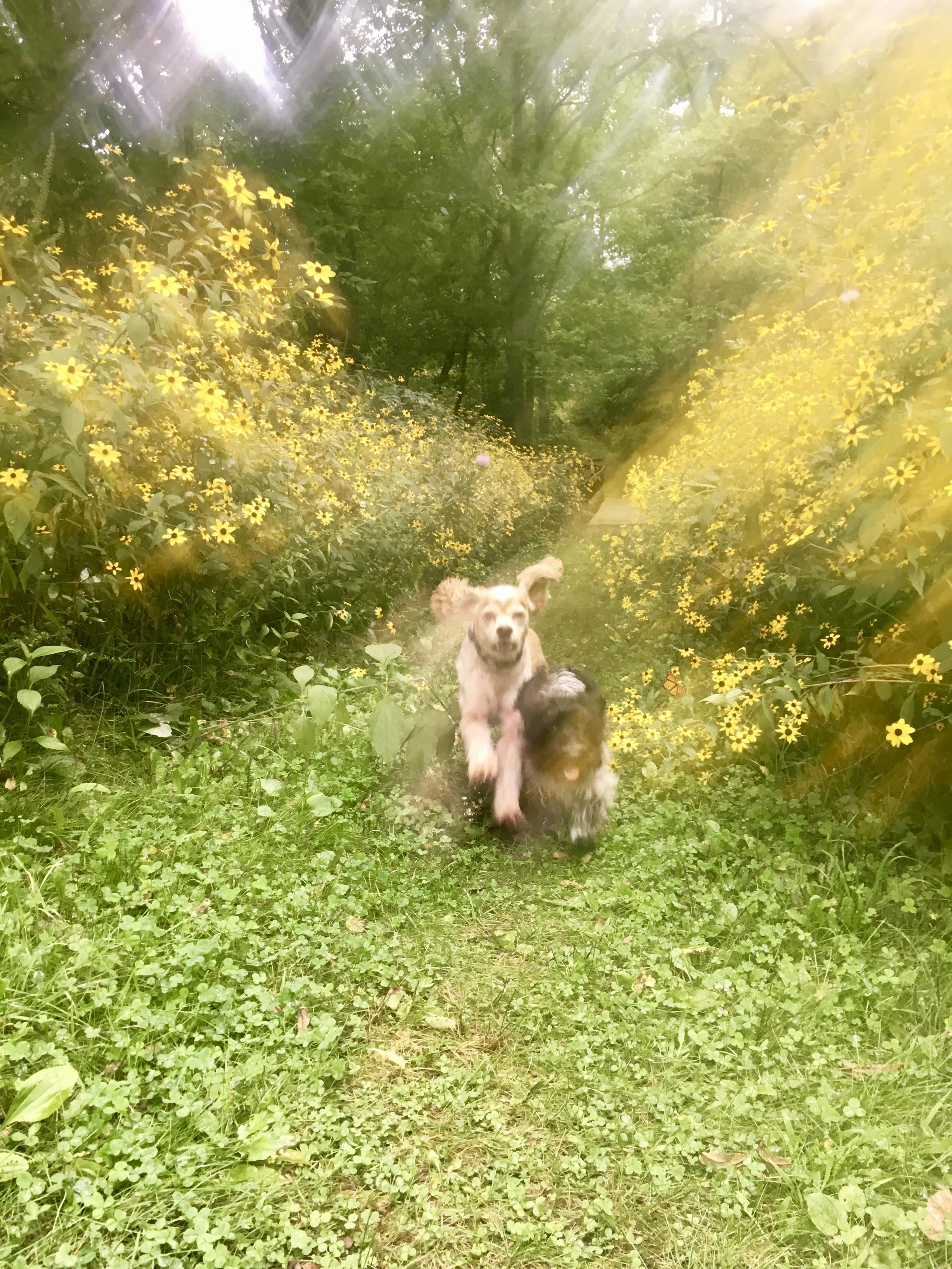 Driftless Area IA