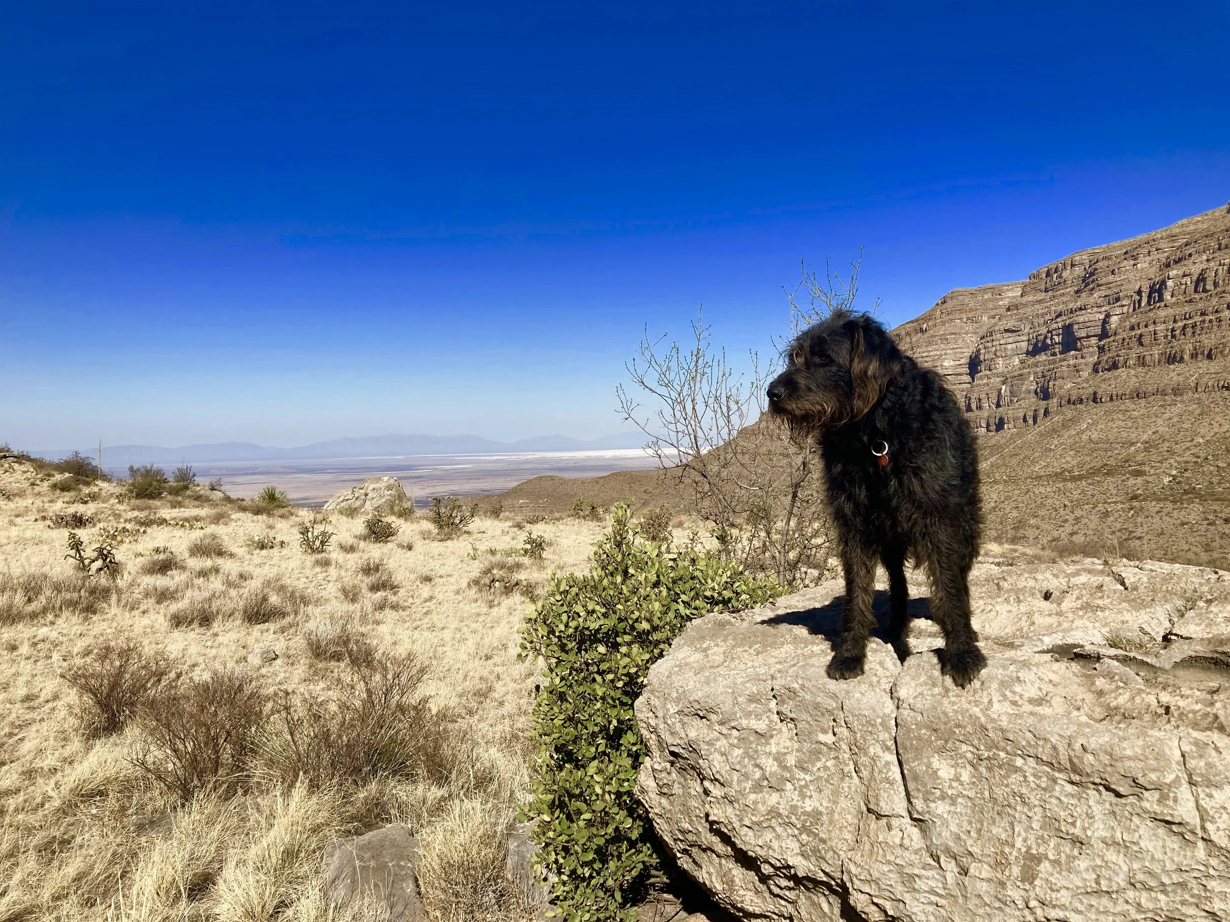 Alamogordo NM
