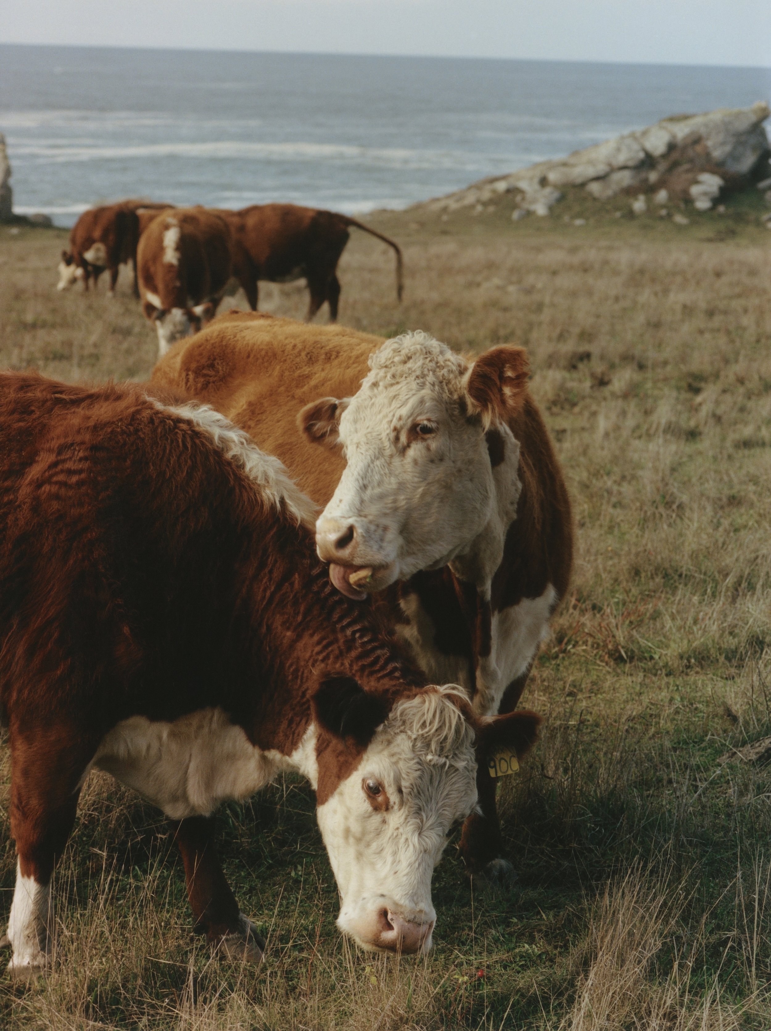 Holstein Cattle, Sea Ranch, California 