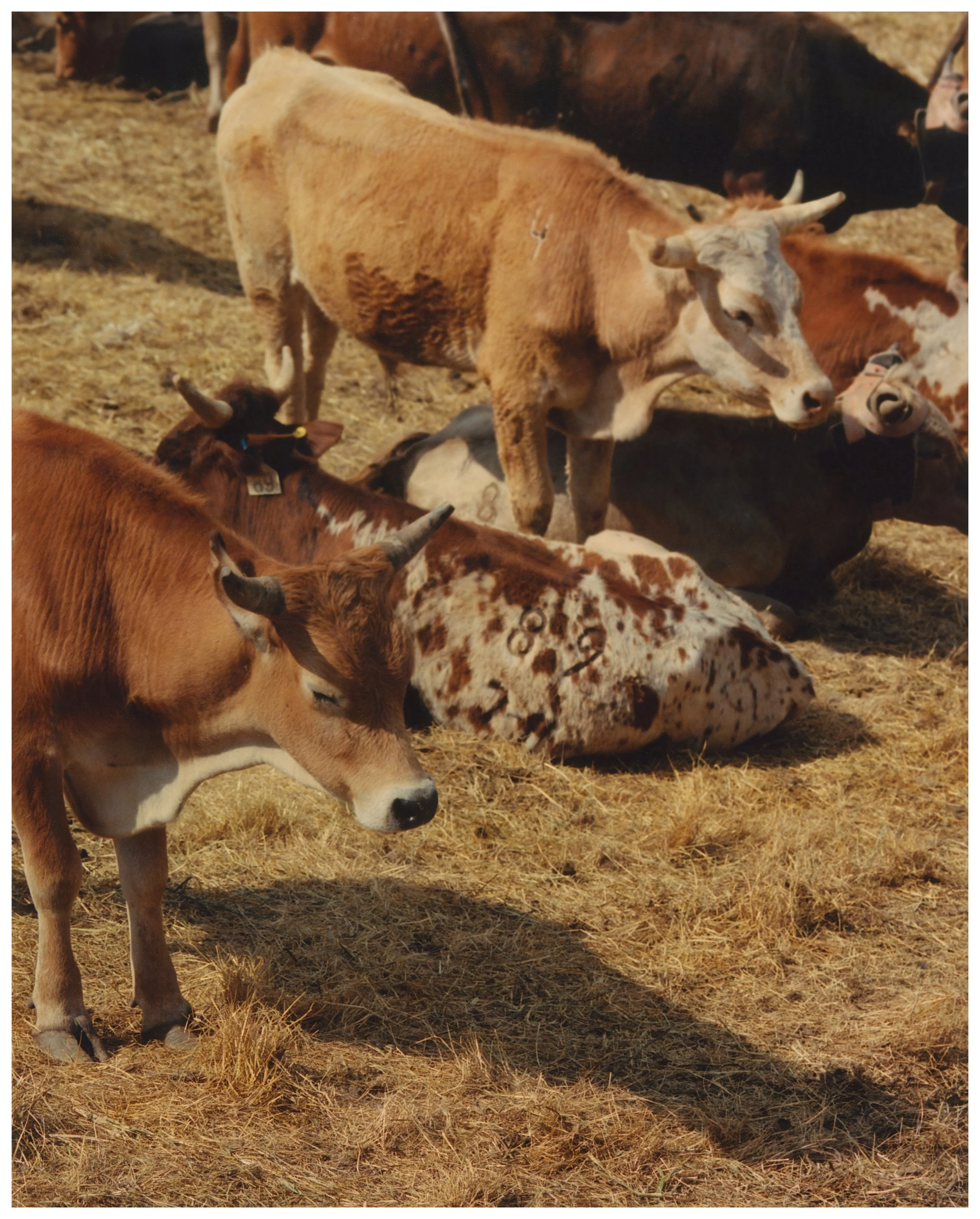 Herd
