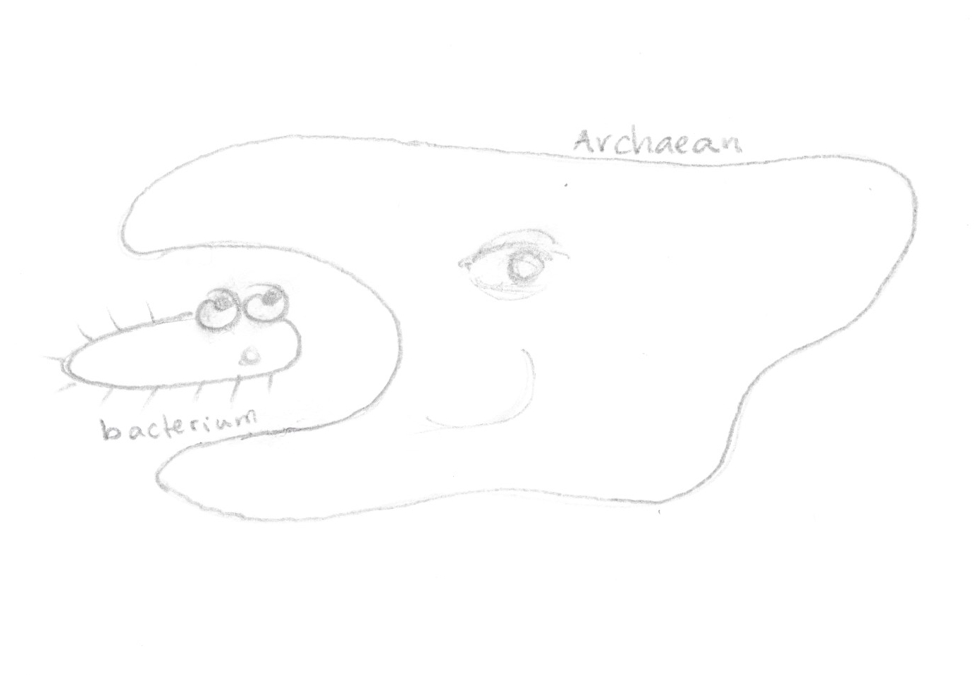 archaea and bacteria merge.jpeg