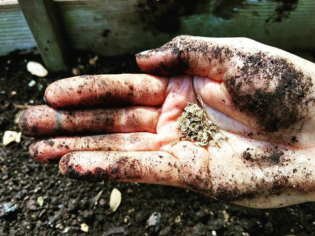 Communing with soil microbes today.
.
.
.
#soilhealth #microbes #seeds #carrots #ainamomona