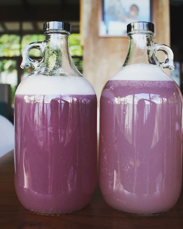 Blueberry lychee water kefir!
.
.
.
#waterkefir #tibicos #fermentation #probiotic #guthealth