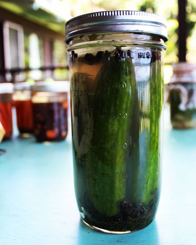 The trick I've found to keeping cucumber pickles crunchy is green tea 🌱 I add a spoonful of sencha leaves to my pickles during lacto fermentation and the tannins hello to keep them crisp.
.
.
.
#lactofermentation #wildfermentation #pickles #fermentt
