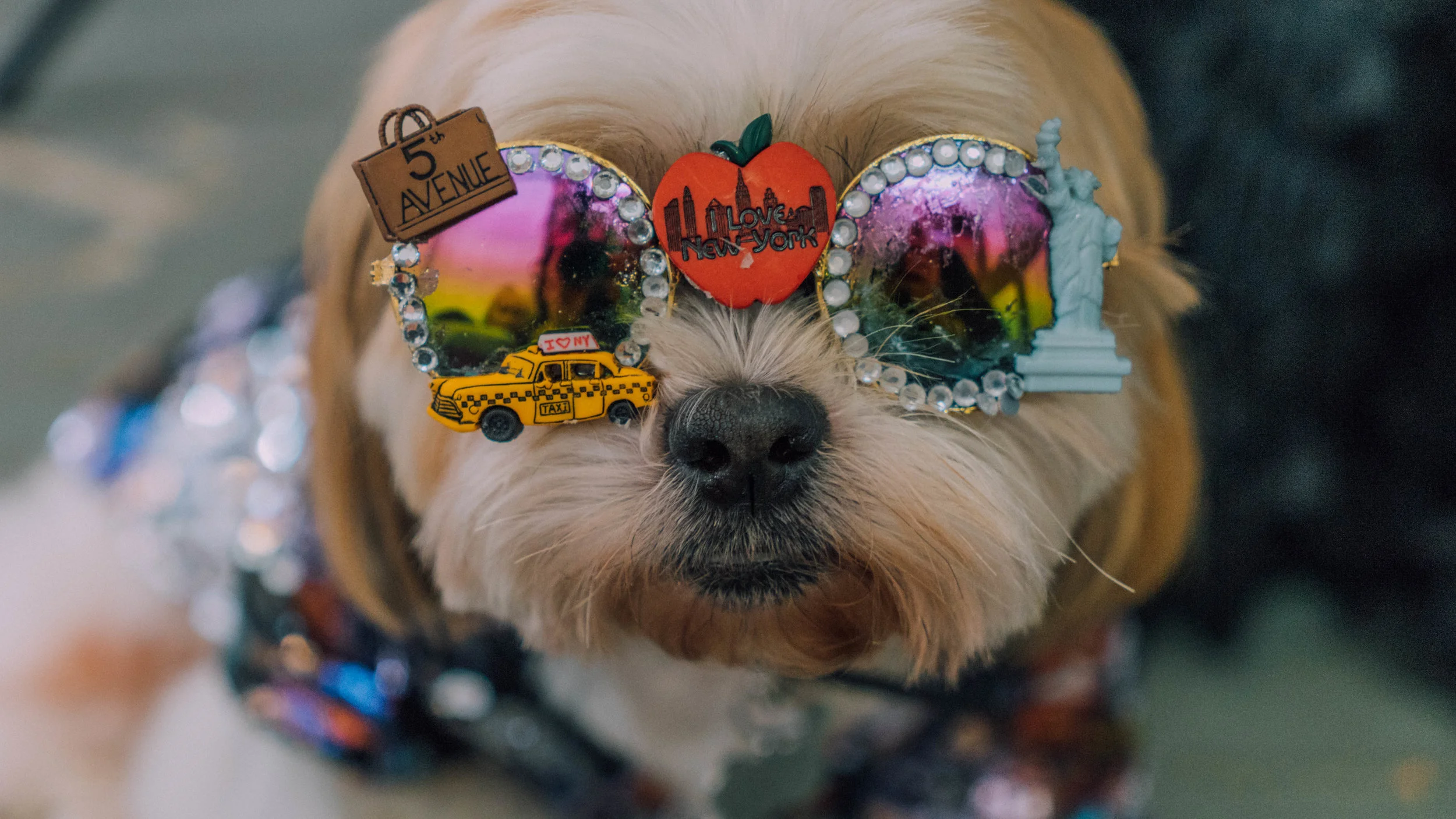 The Top Dogs of New York Fashion Week