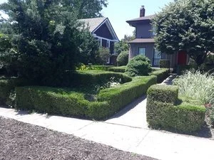 Shrubs.jpeg