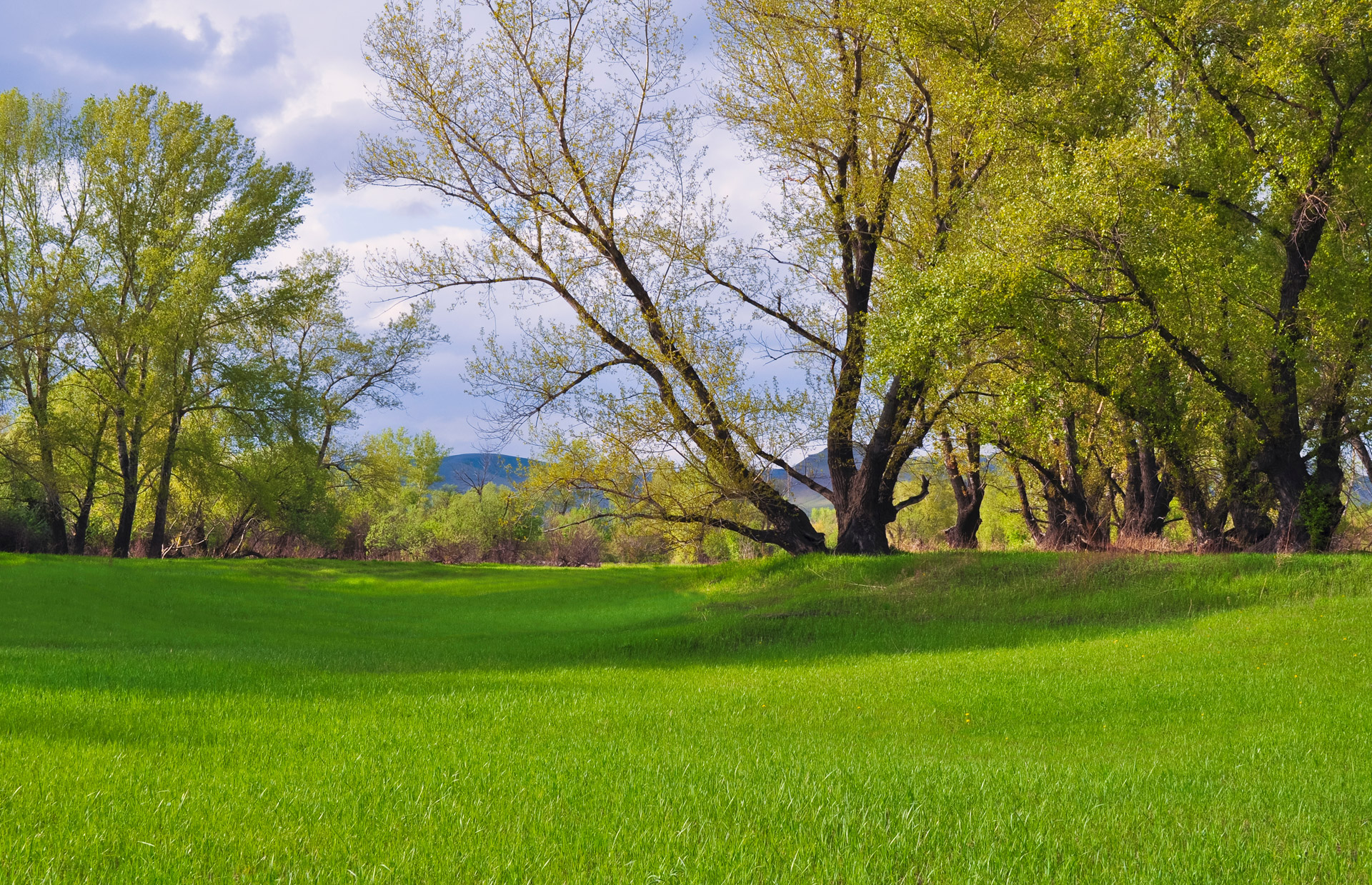 green-fields-1351924720iv8.jpg