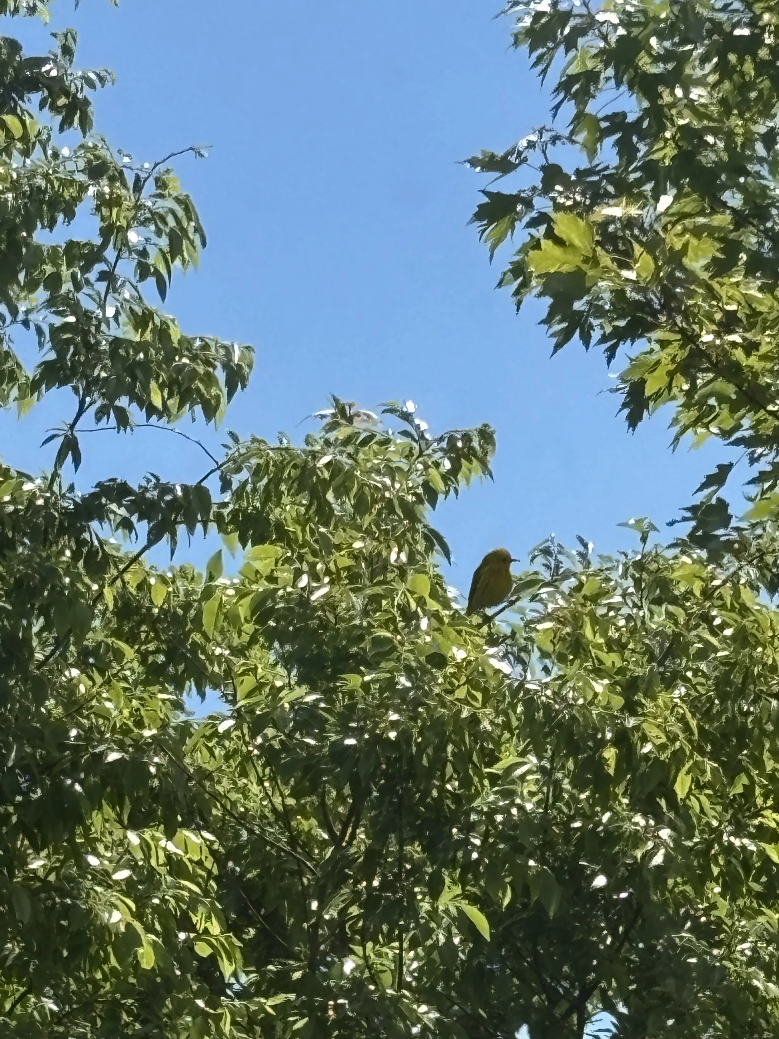 goldfinch in lilacs