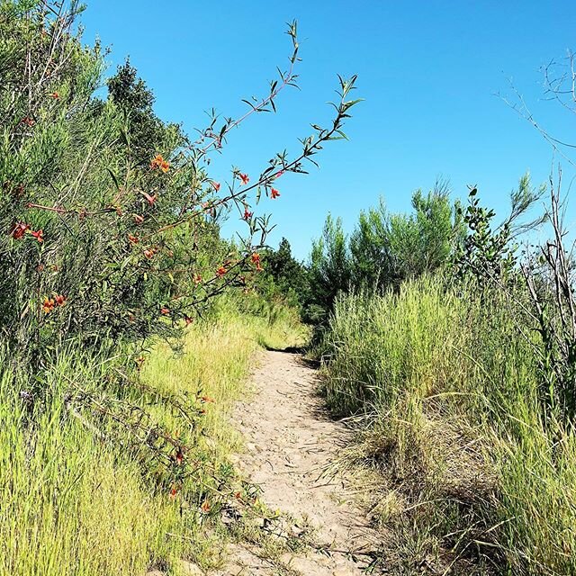 (some of the) TRAILS ARE OPEN GLORY HALLELUJAH

Please please please let&rsquo;s keep them open! Keep your distance people!
#runninginsd #sandiegorunning #runhappy #trailrunning