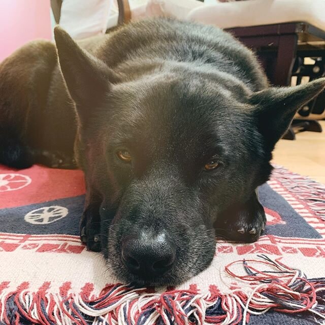 Because I haven&rsquo;t shared a pic of Onyx in awhile
#kelpie #rescuedogsofinstagram #dogsofinstagram