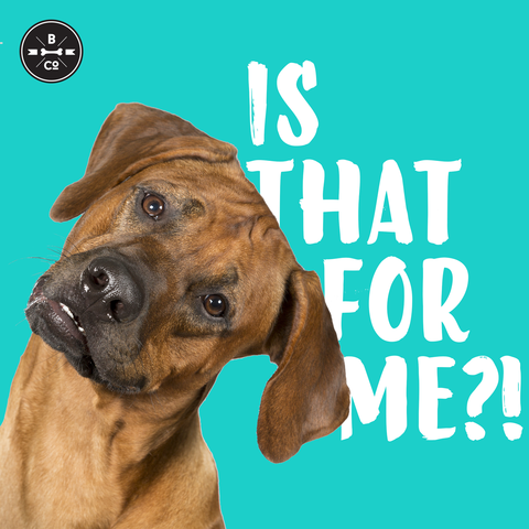 Is Raw Ketogenic Food Right For My Dog's Breed?