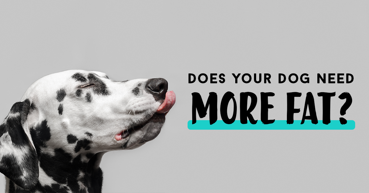 best fats for dogs