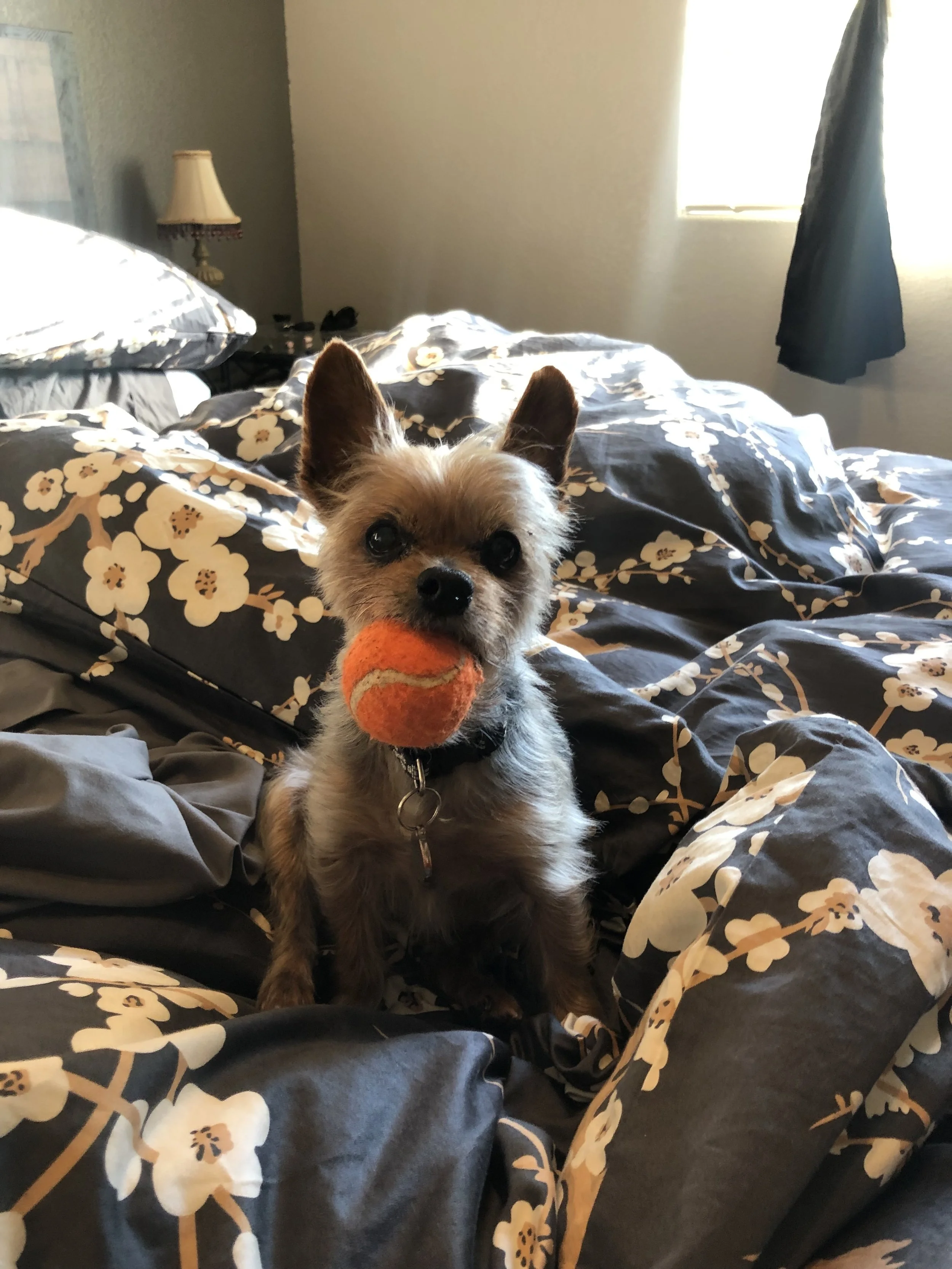 melissa's-dog-lola.jpeg