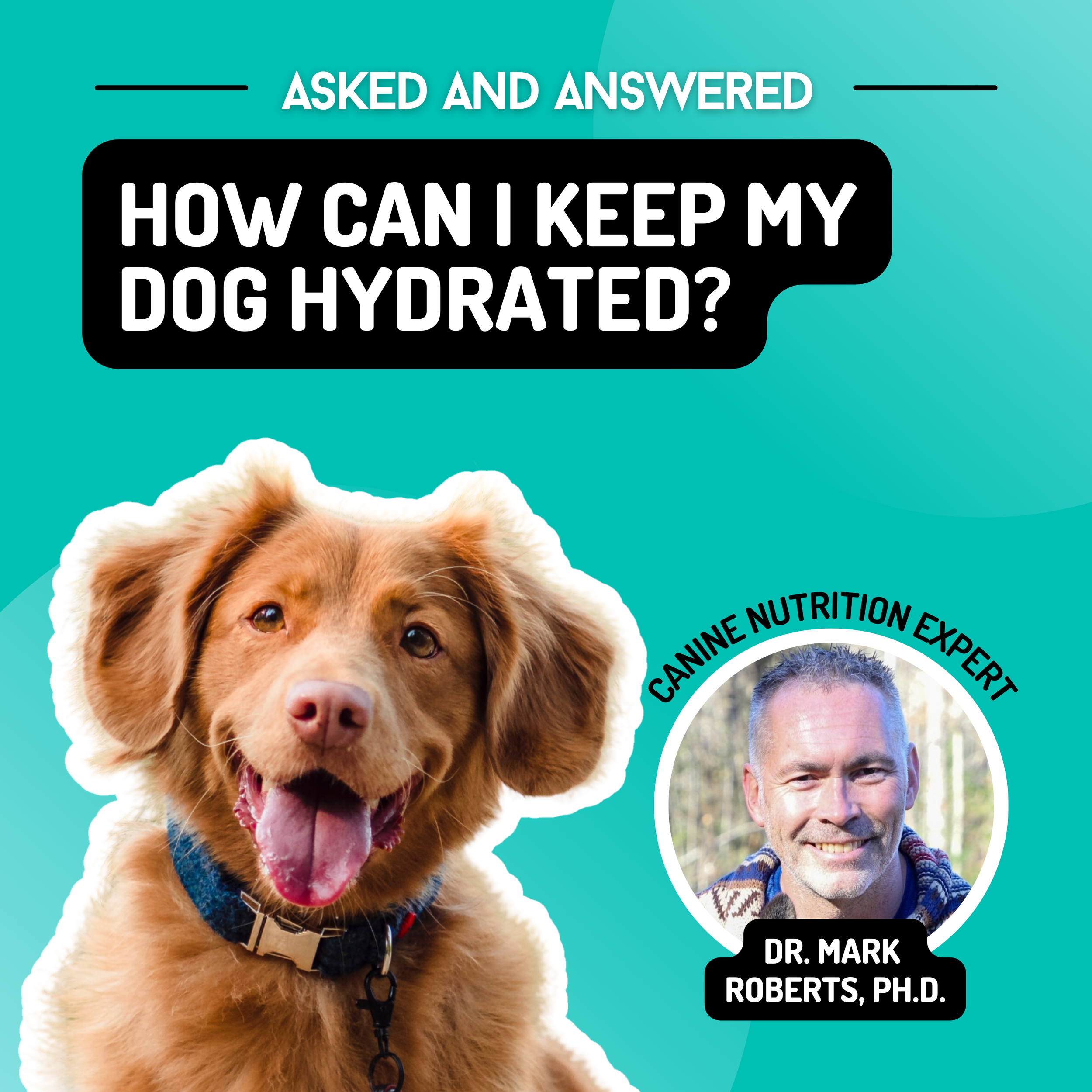 Is water the most essential nutrient for dogs?