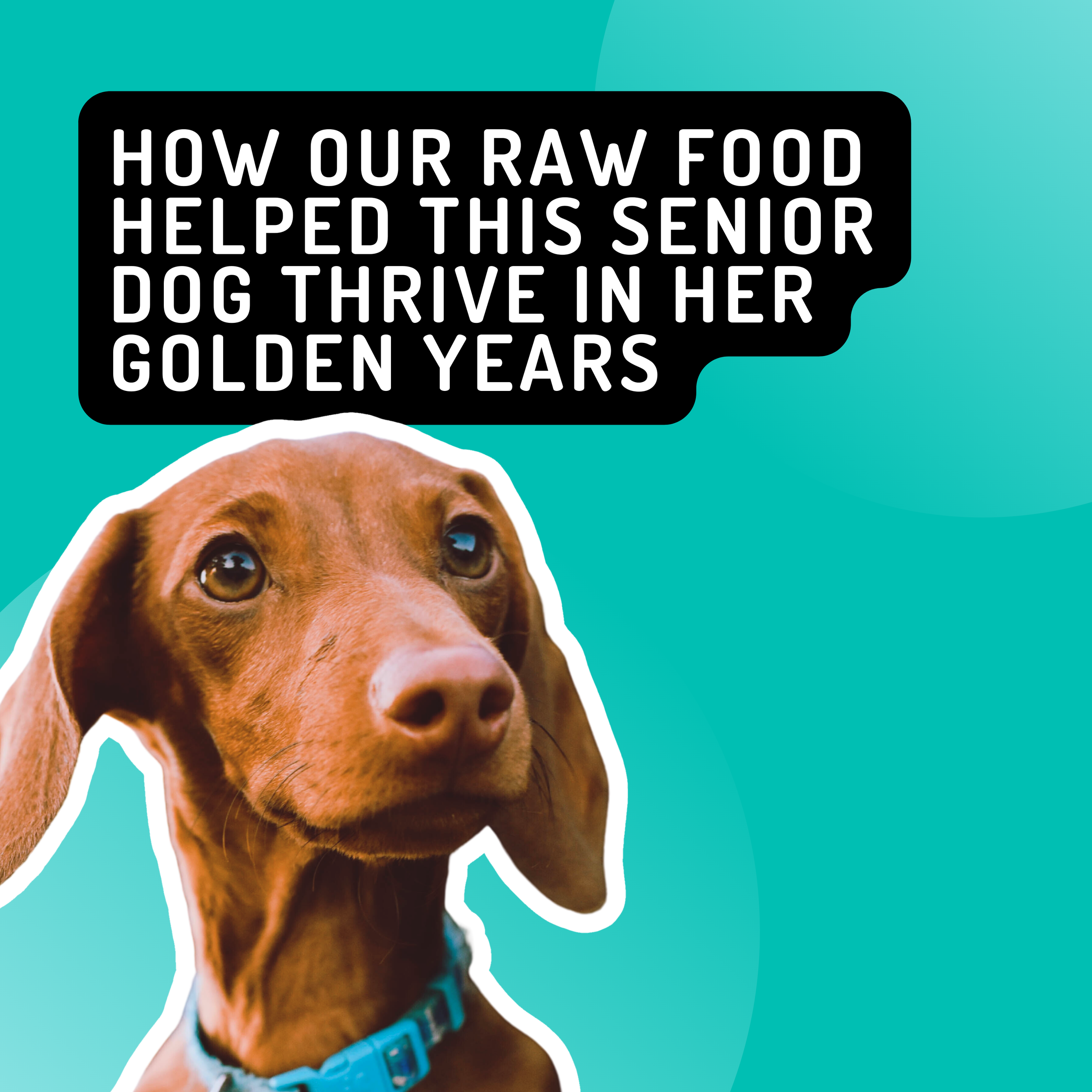 How Our Raw Food Helped This Senior Dog Thrive in Her Golden Years
