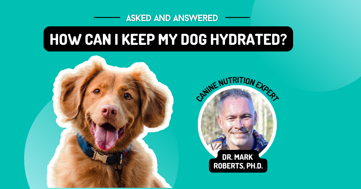 How to Hydrate a Dog through Nutrition — The Bones & Co.