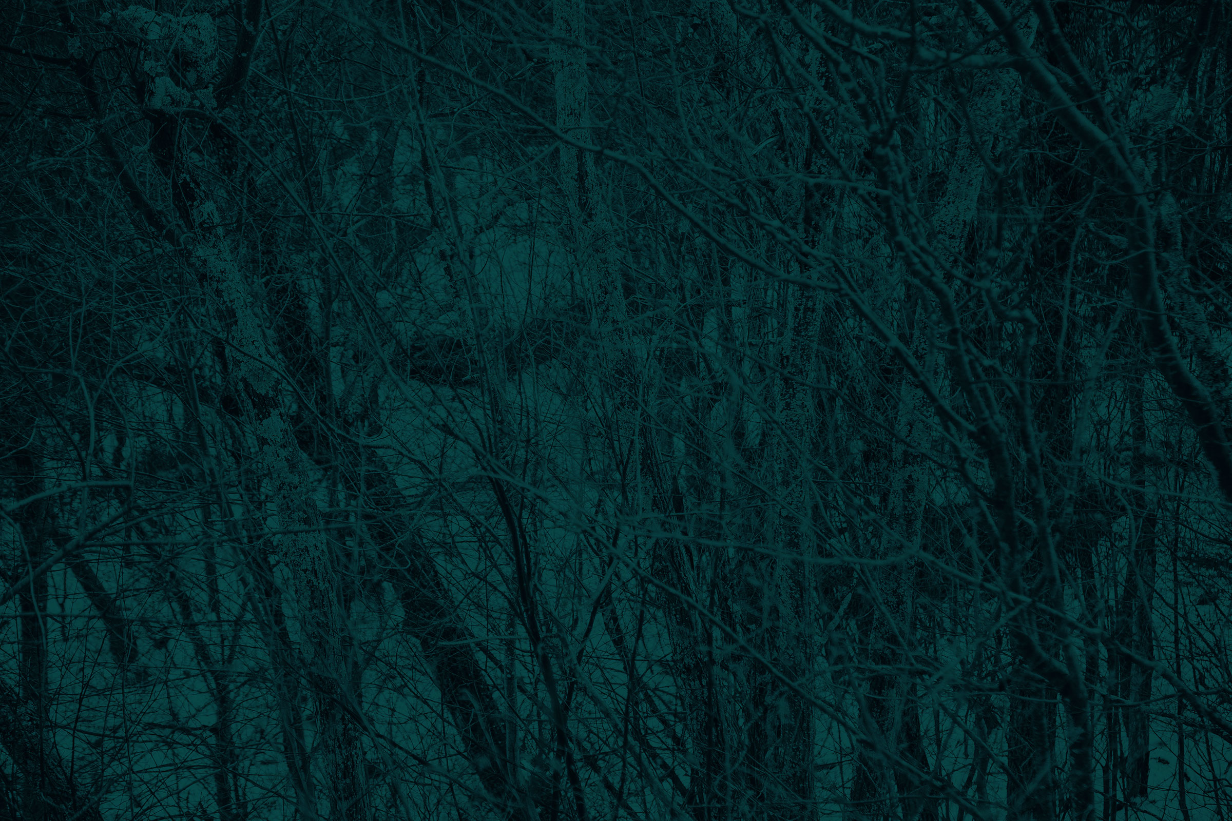 Pivotol-Marketing-Distraction-Image-Woods-of-Maine.jpg