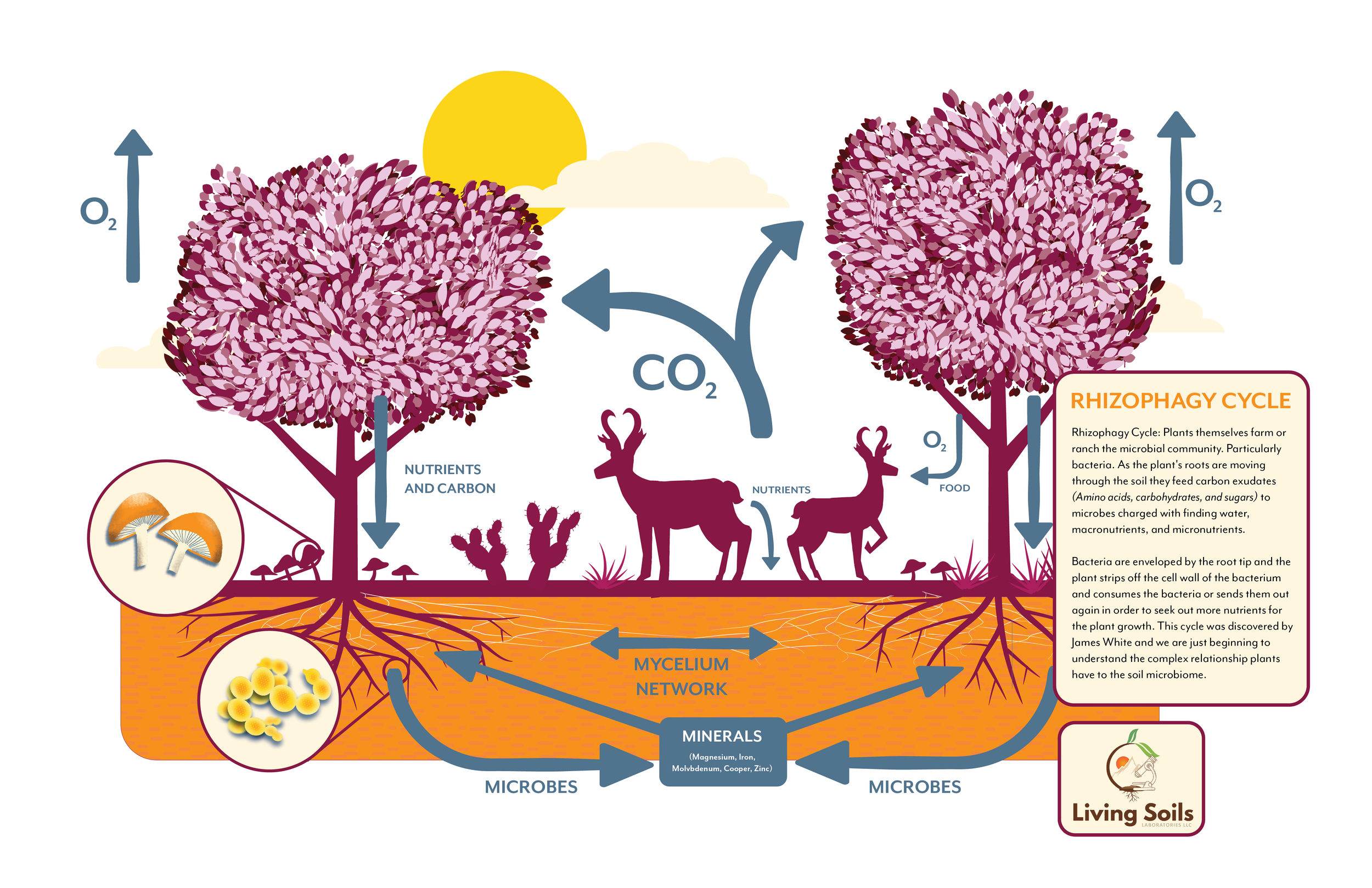 RHIZOPHAGY CYCLE.png