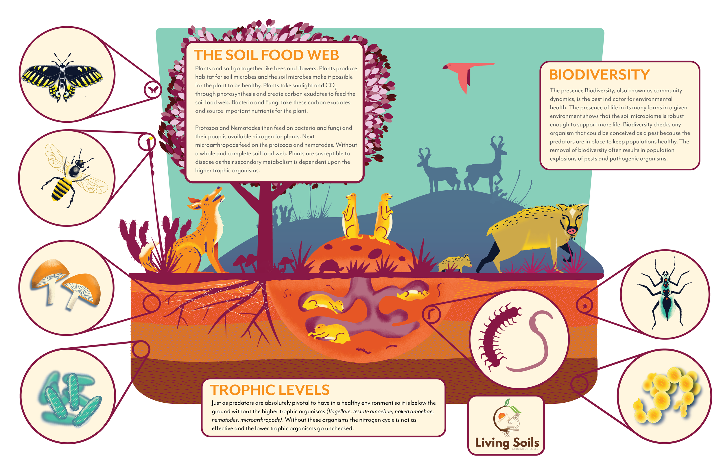 Soil Food Web.png