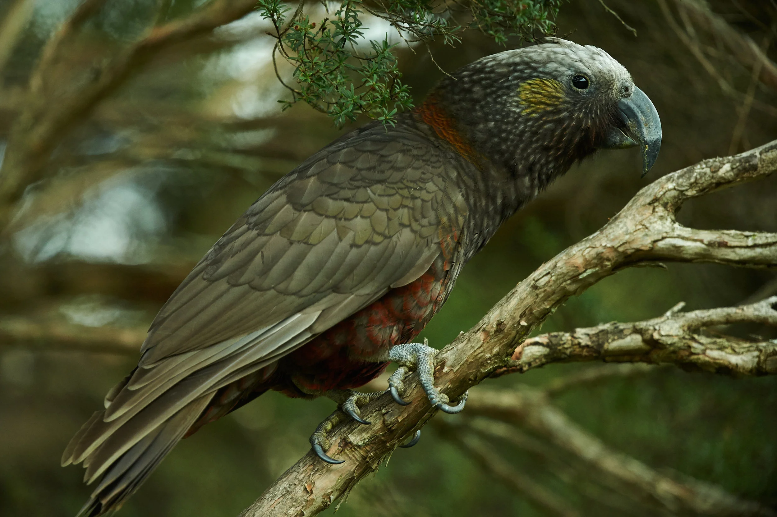 SouthIslandKaka.jpg