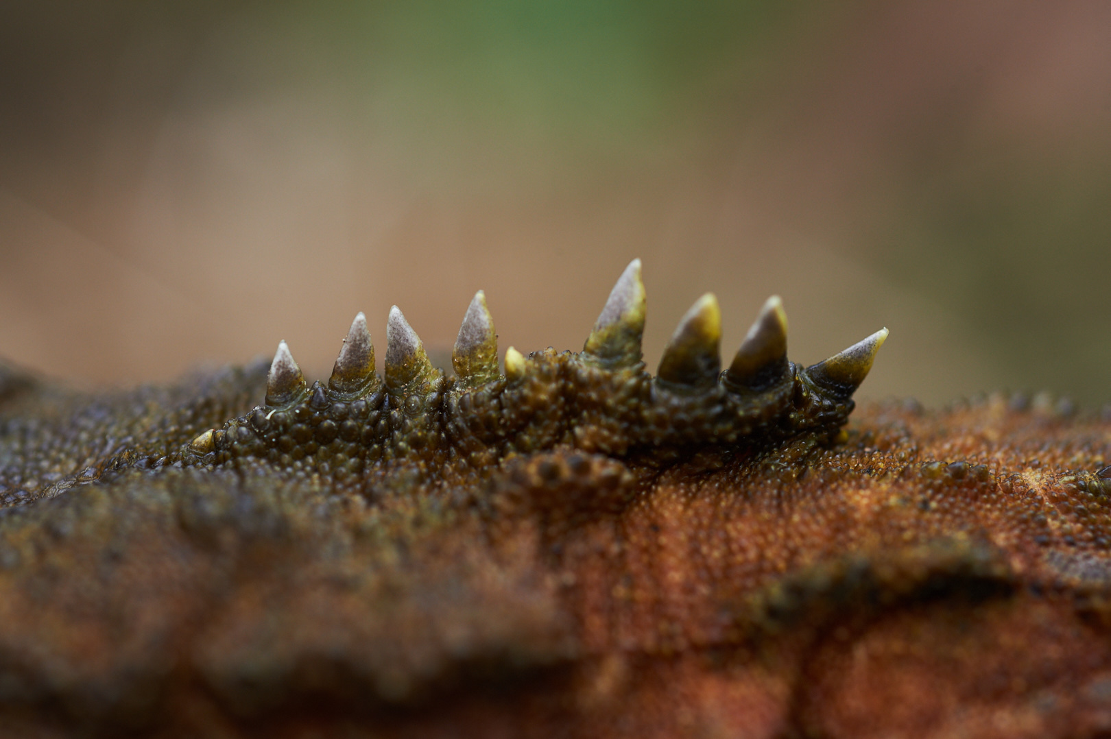 Tuatara spines by Craig McKenzie