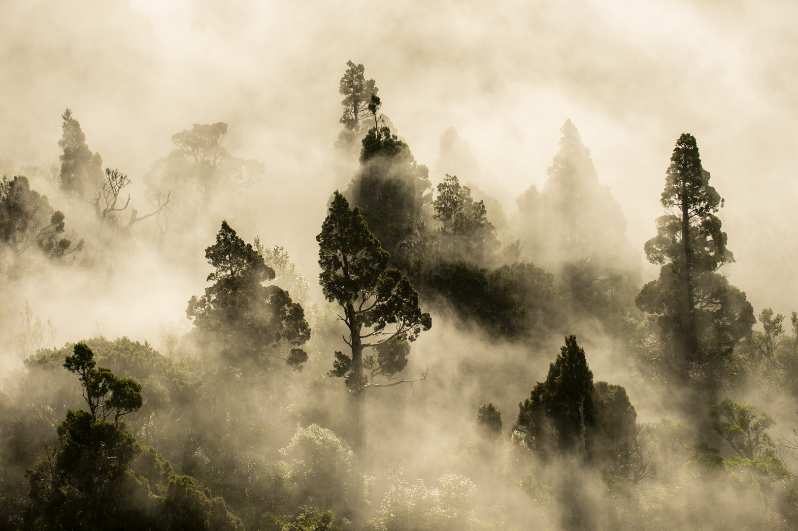 Cloud Forest by Craig McKenzie