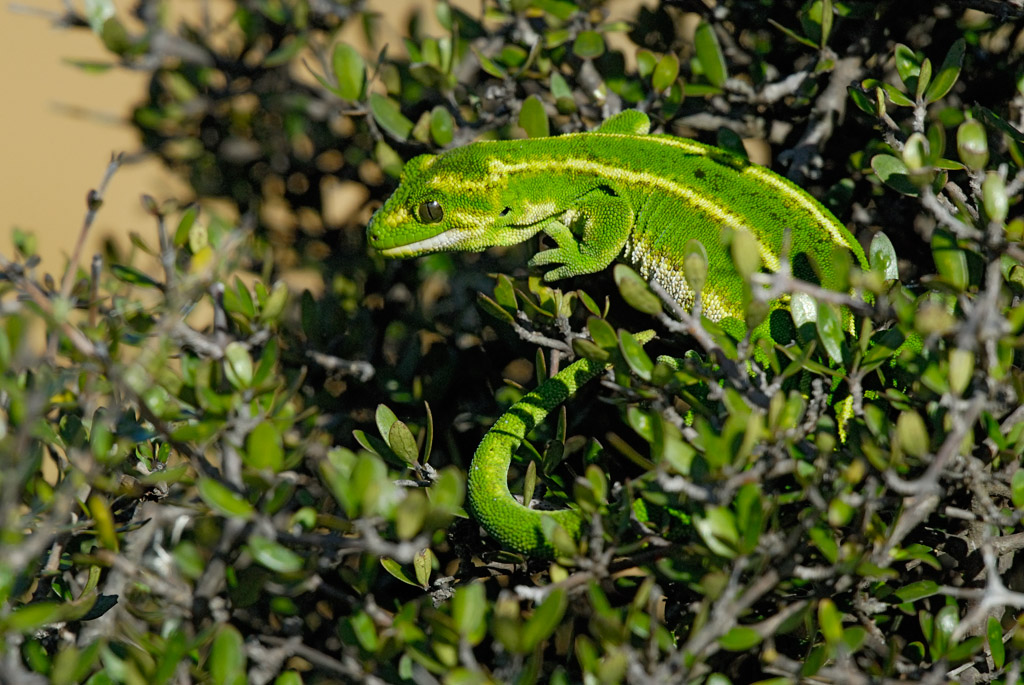 Jewelled Gecko by Craig McKenzie