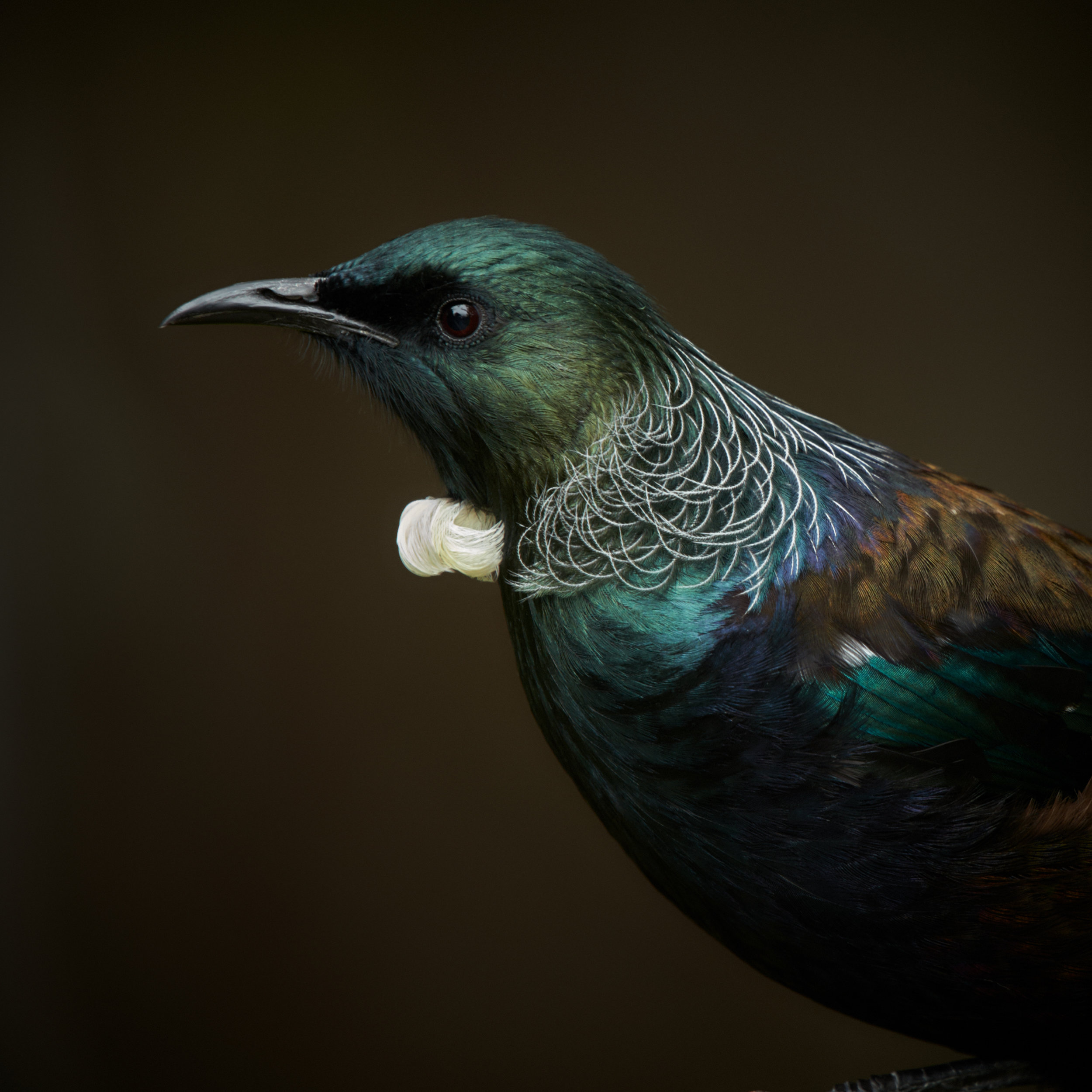 Tūī by Craig McKenzie