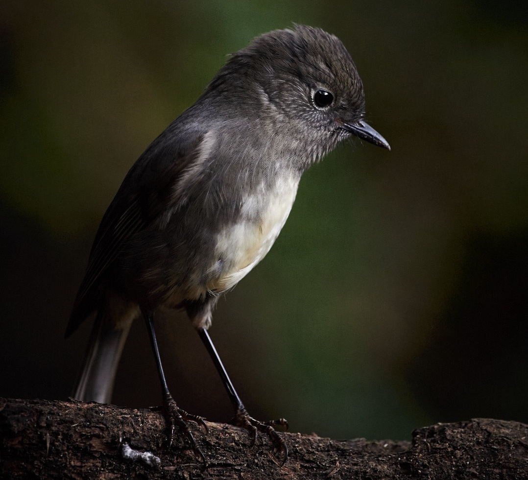 Kakaruai/South Island Robin by Craig McKenzie