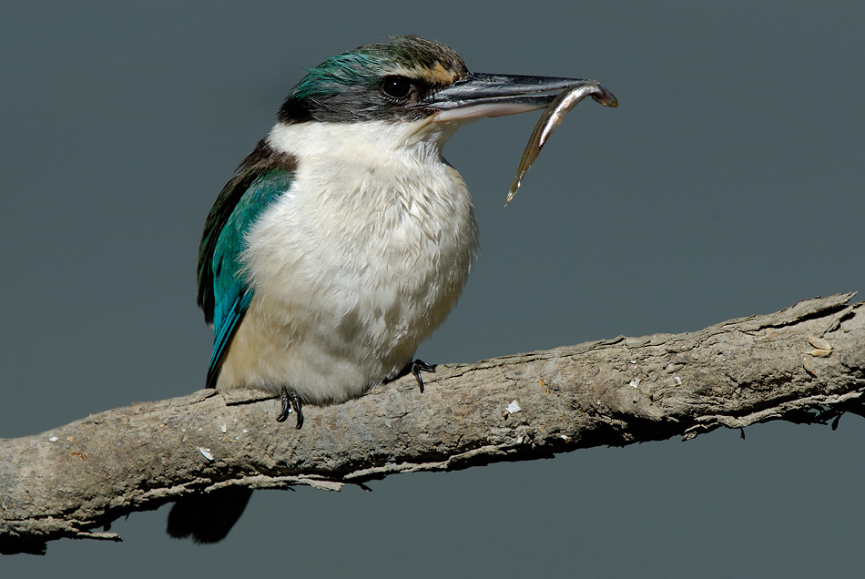 Kōtare/Kingfisher by Craig McKenzie