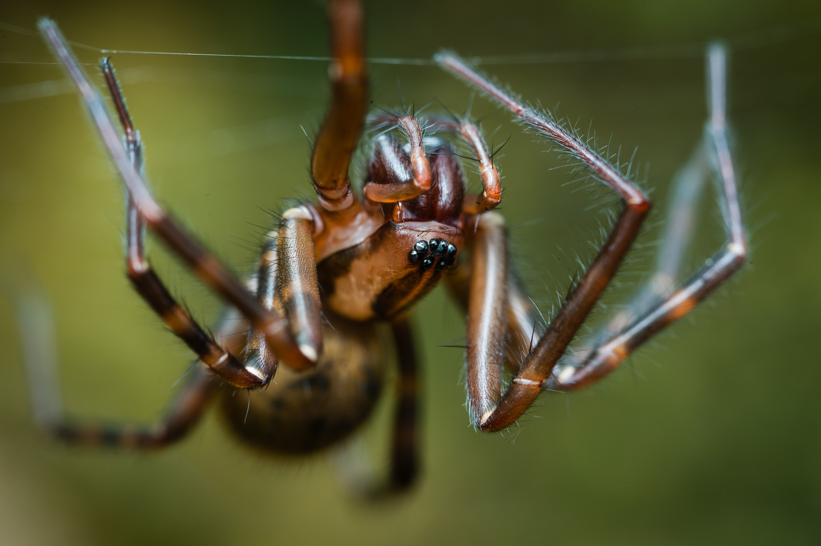 Cambridgea Spider by Craig McKenzie