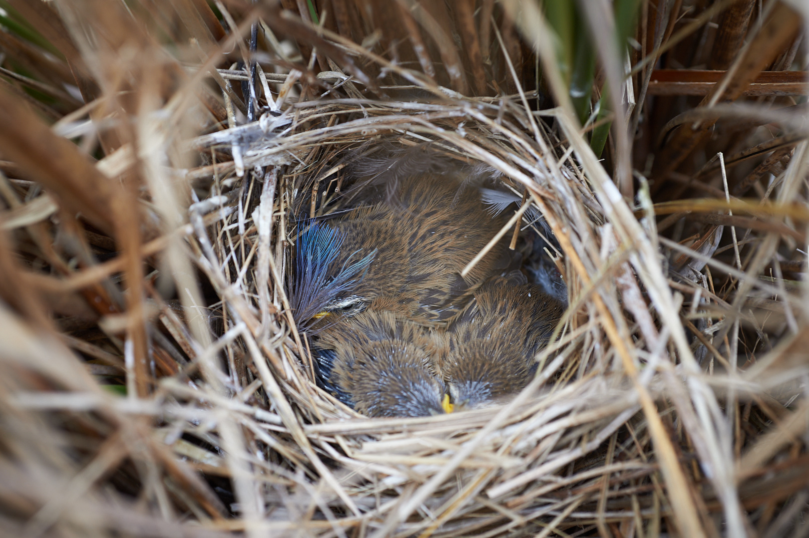 Three Mātātā/Fernbird chicks in a nest lined with Takahē feathers by Craig McKenzie