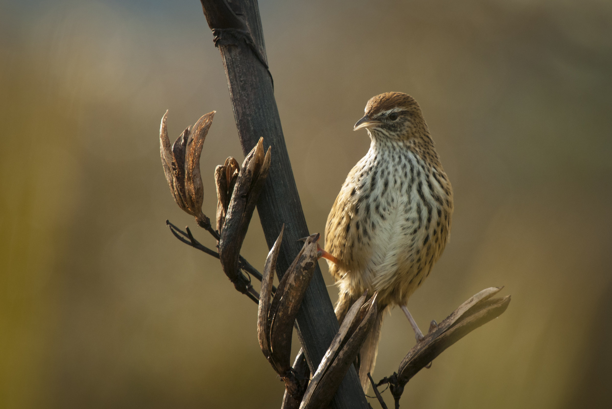 Fernbird by Craig McKenzie