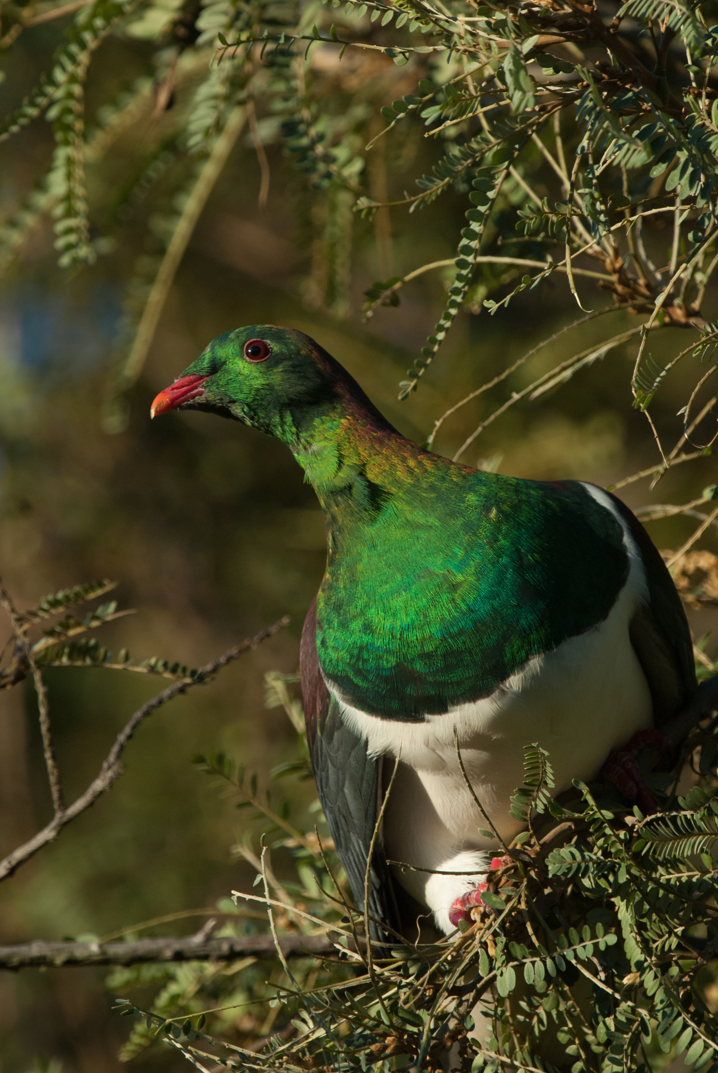 Kererū by Craig McKenzie