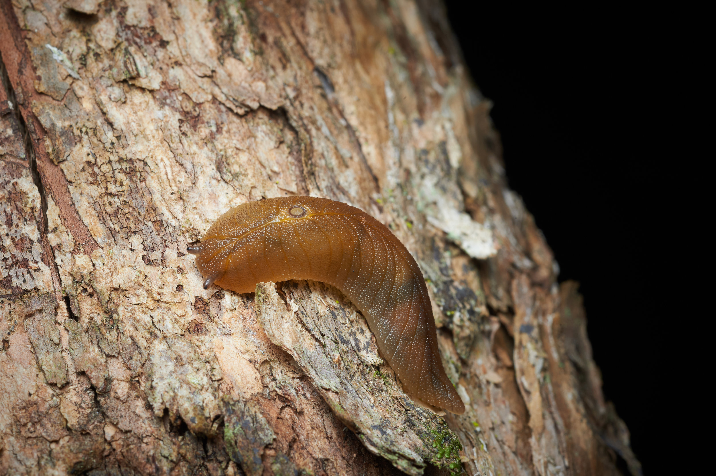Leaf Vein Slug by Craig McKenzie
