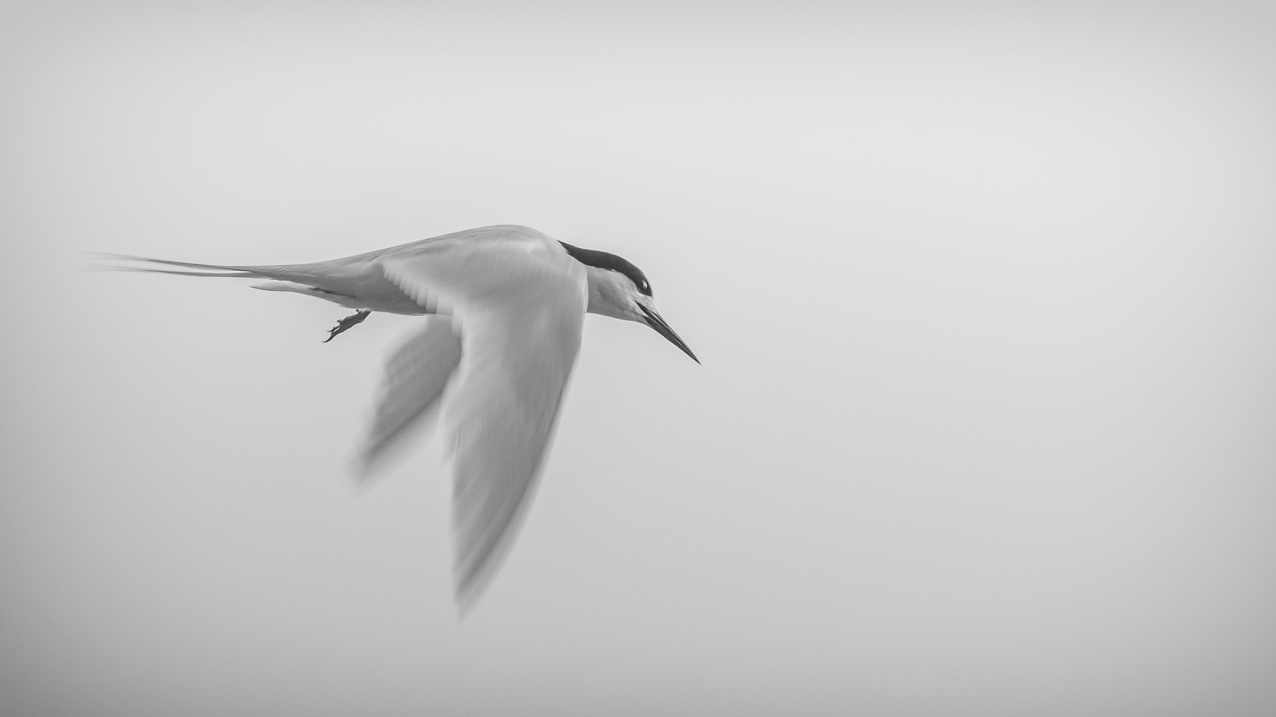 Tara/White fronted Tern by Andy Thompson