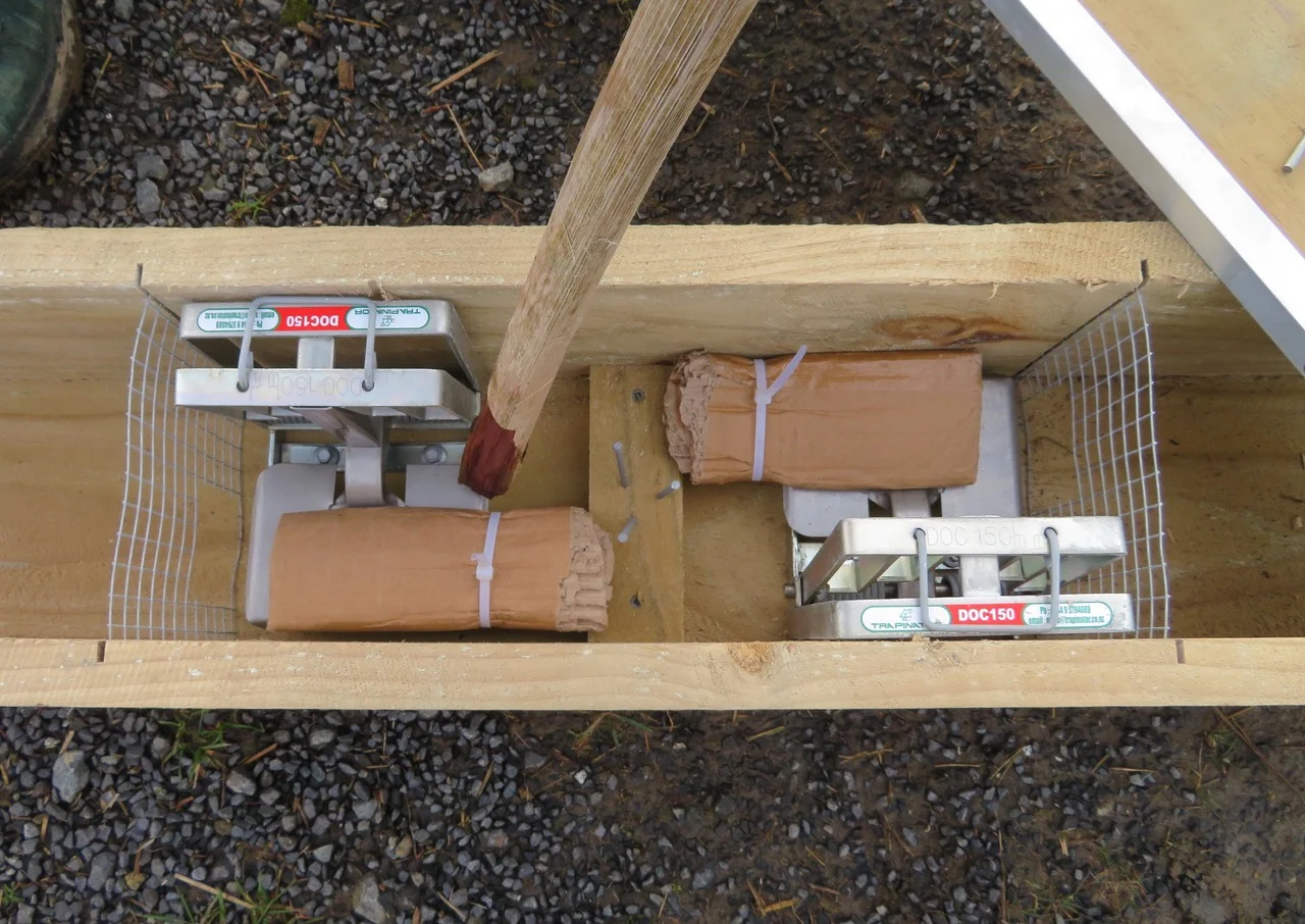 Double DOC150 traps with rolled cardboard on the plate to set off the trap