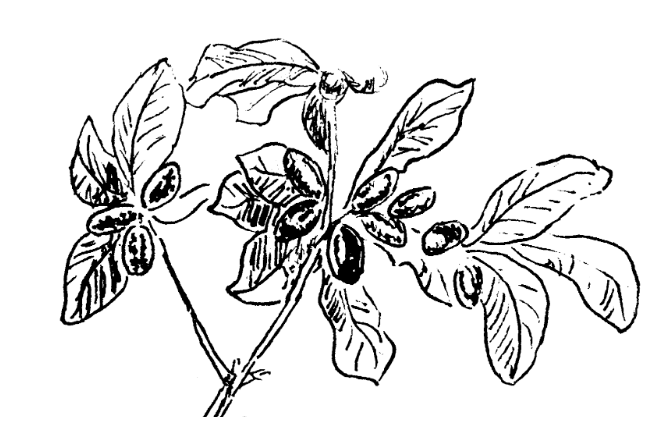Sketch of the miracle fruit plant, Synsepalum dulcificum .¹ The bright red fruit resemble olives in size.