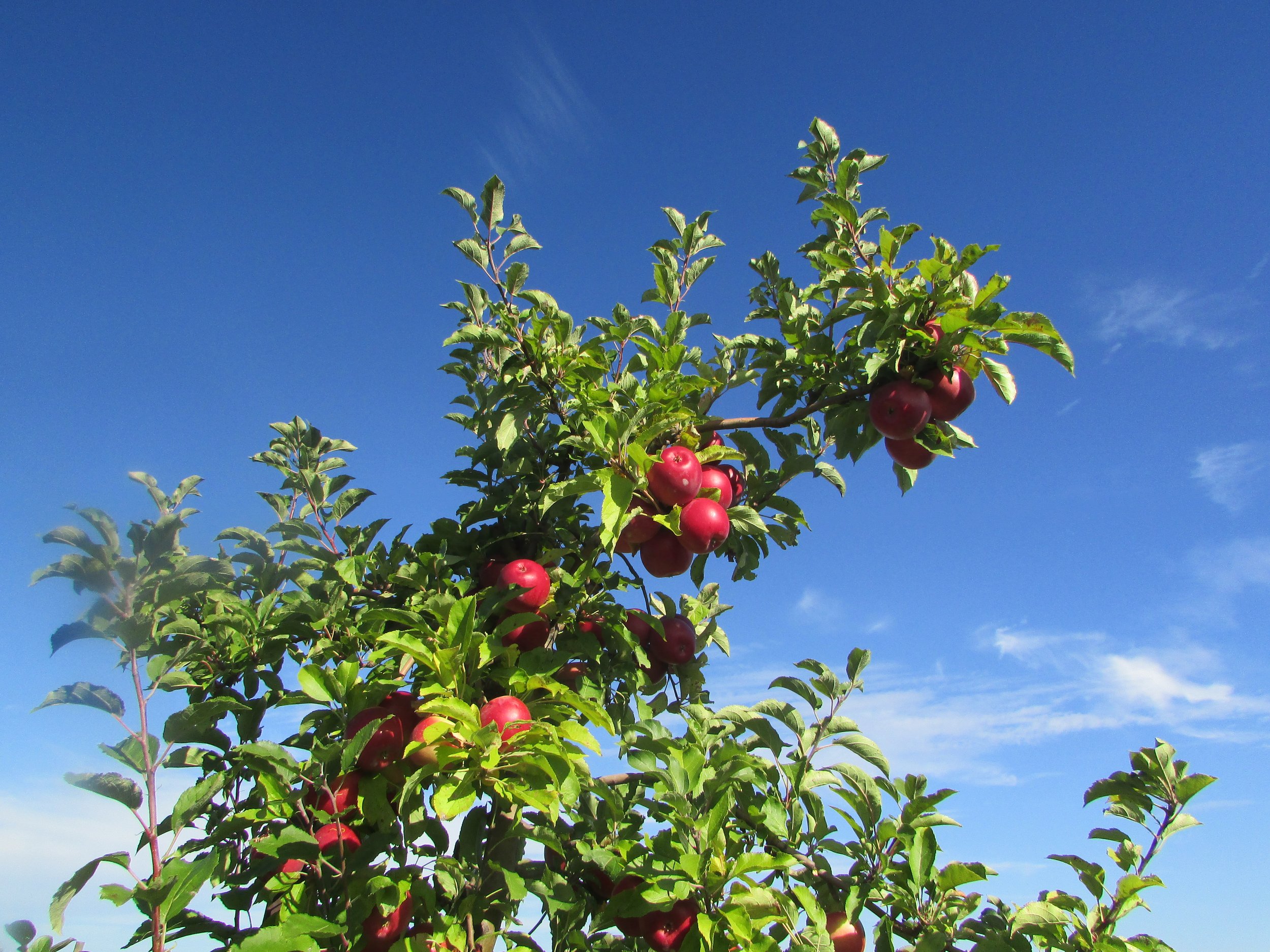 Keller's Farmstand Review