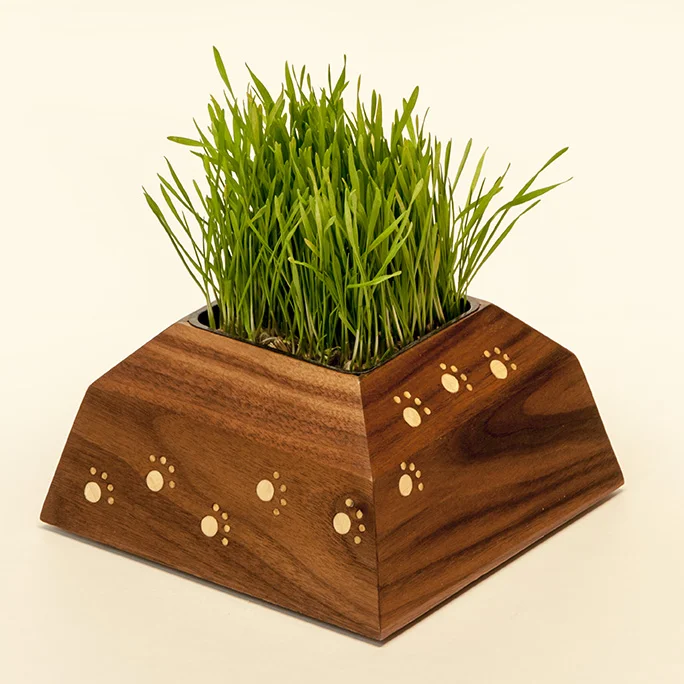 catgrass8822sm.jpg