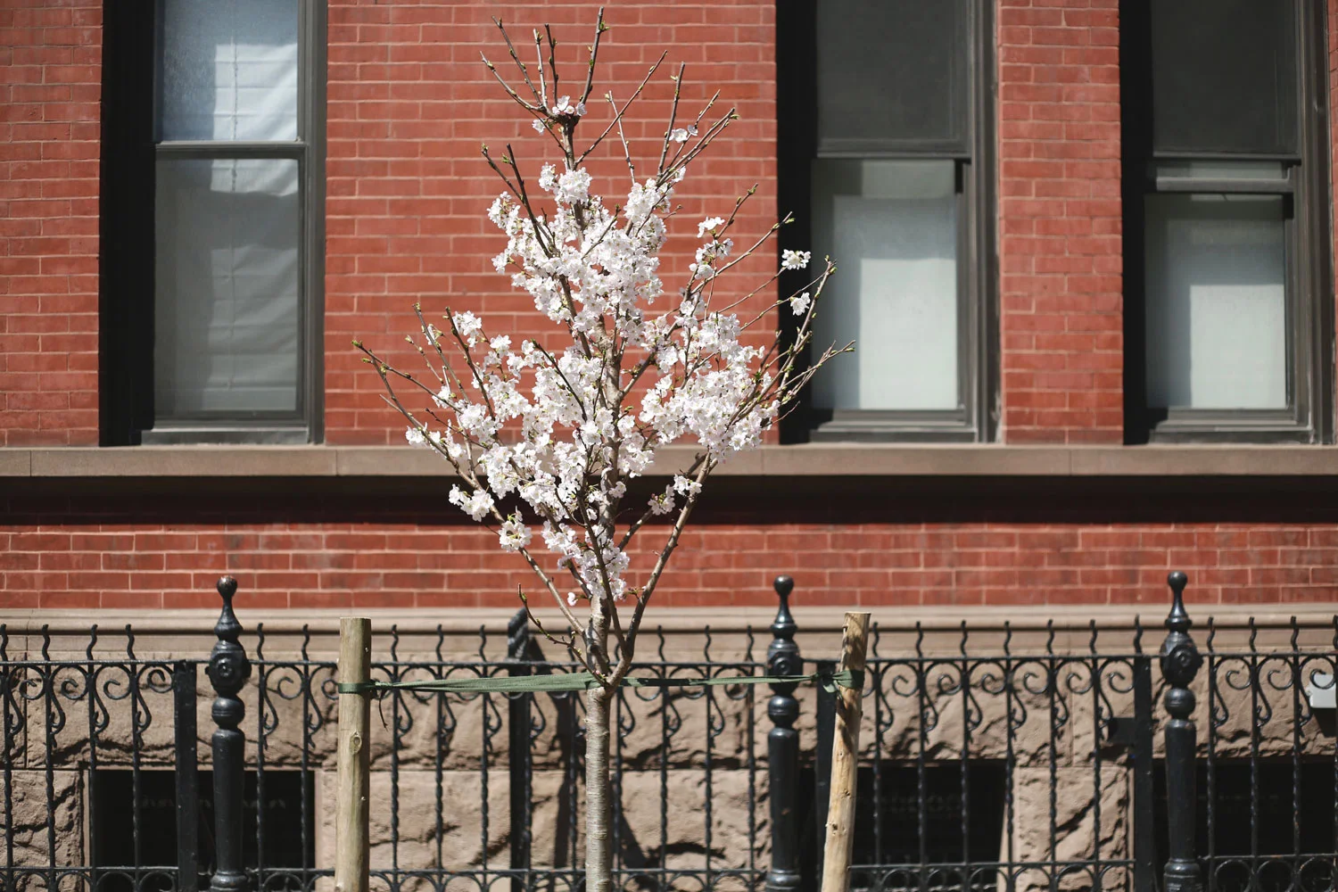 West-Village-Spring-Cherry-Blossom-by-Melina-Peterson-5thfloorwalkup.com.jpg
