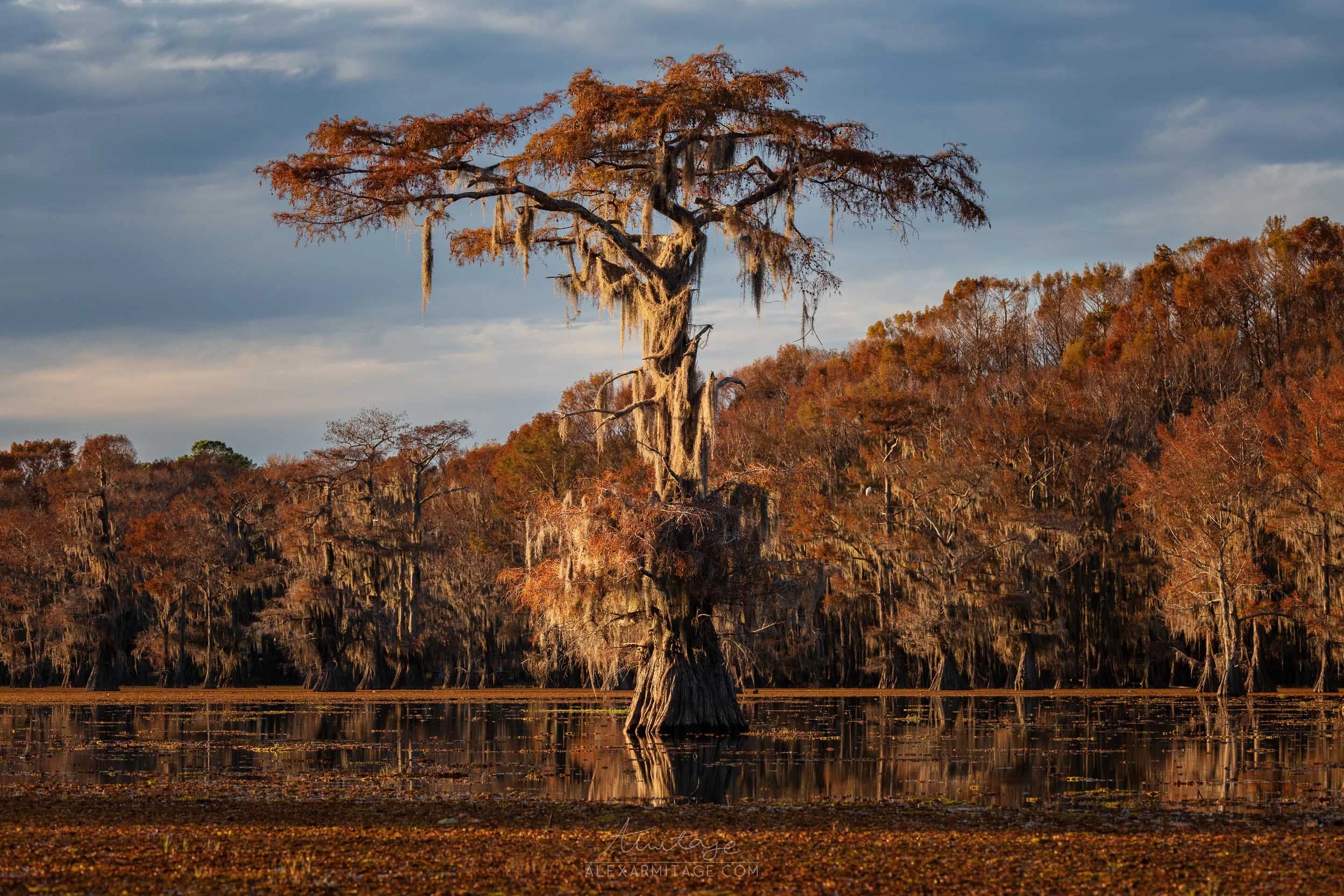 A large cypress tree with Spanish moss growing on its branches stands in a swamp, reflecting in the water. The background consists of a forest of leafless trees during autumn and a cloudy sky.