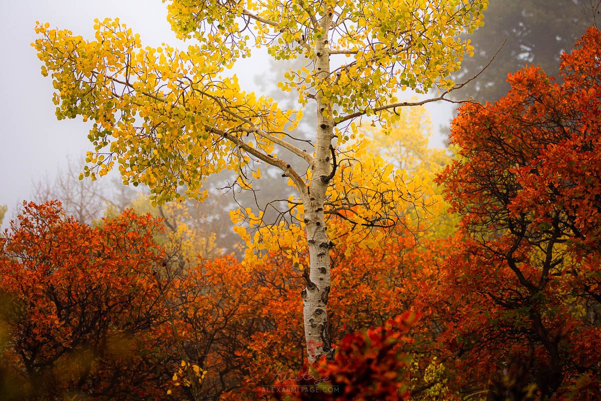 2022-fall-color-workshop-colorado-11.jpg