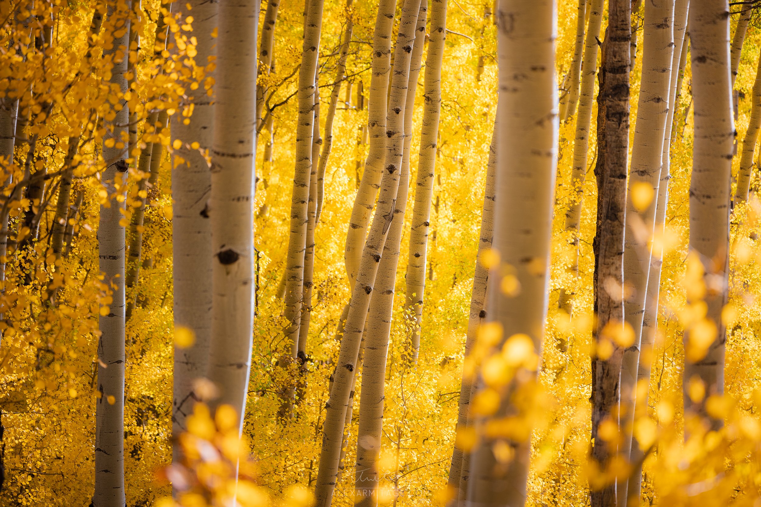 2023-fall-color-workshop-colorado-8.jpg