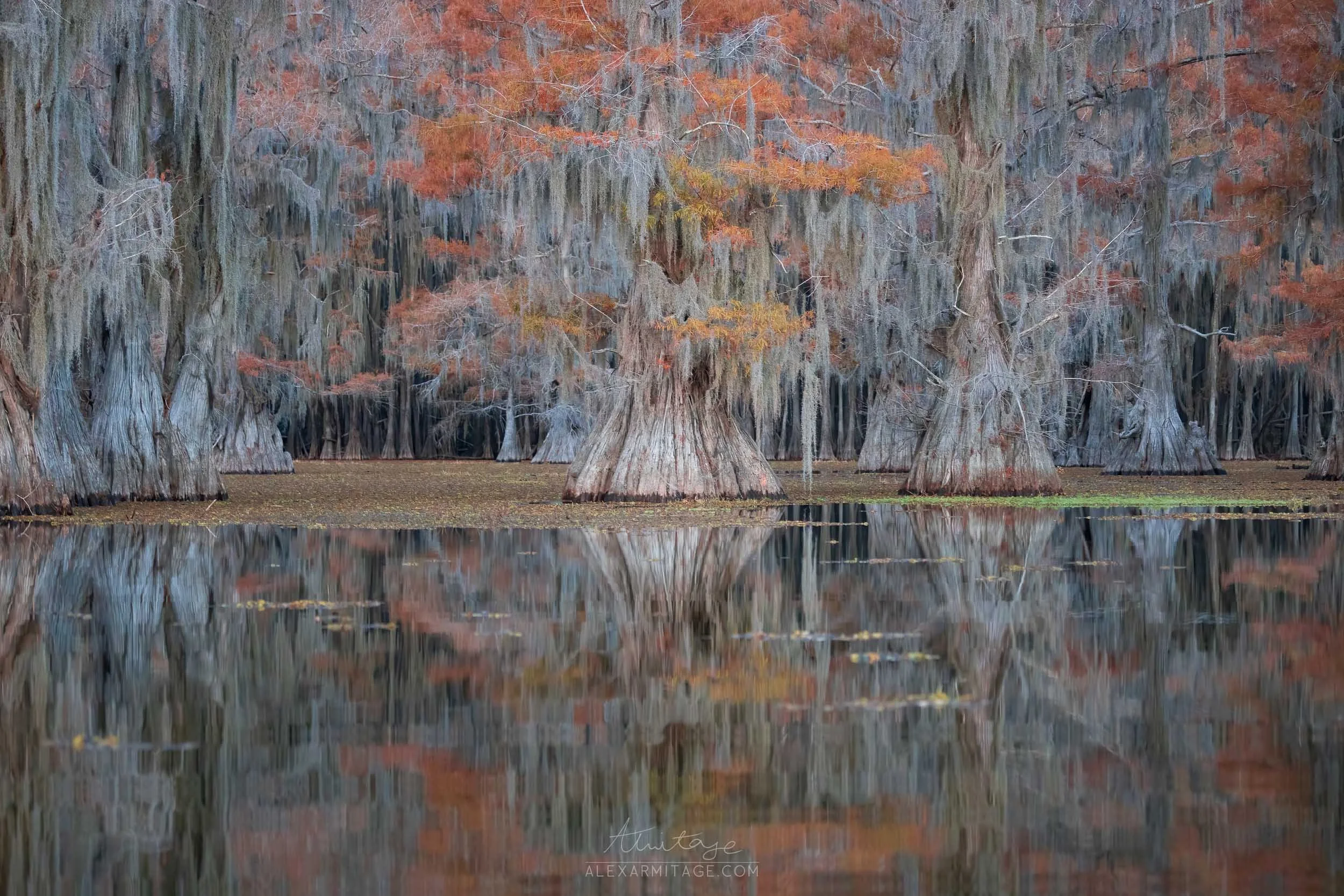 Swamp trees during autumn with reflections in the water.