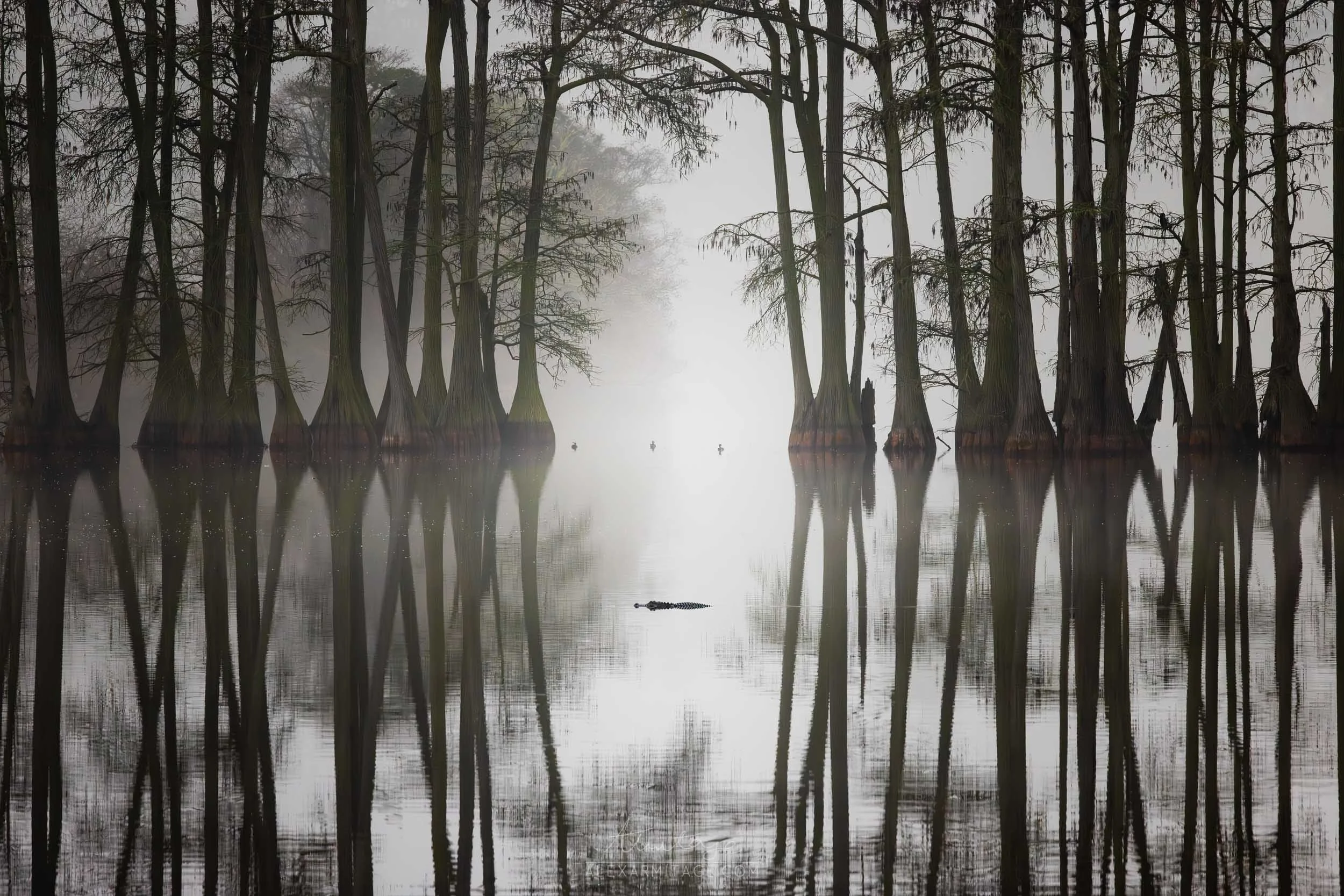 A foggy swamp with tall cypress trees reflected in the still water, with a few ducks swimming on the surface.