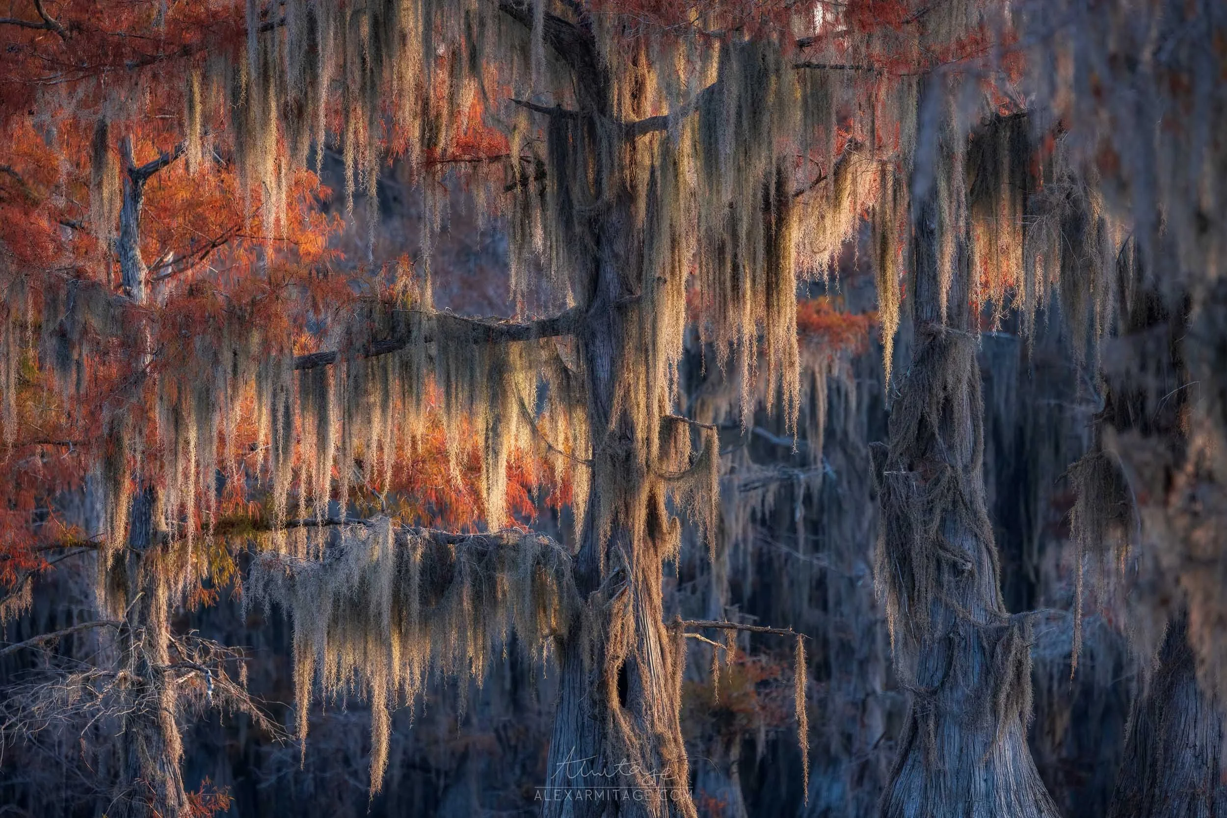 A swamp with tall cypress trees draped with Spanish moss, illuminated by soft autumn light, creating a moody and atmospheric scene.